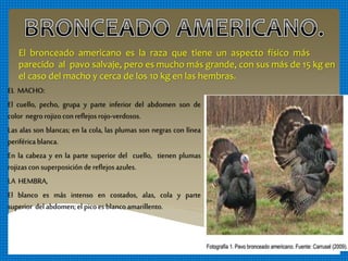 EL MACHO:
El cuello, pecho, grupa y parte inferior del abdomen son de
color negrorojizoconreflejosrojo-verdosos.
Las alas son blancas; en la cola, las plumas son negras con línea
periféricablanca.
En la cabeza y en la parte superior del cuello, tienen plumas
rojizascon superposicióndereflejosazules.
LA HEMBRA,
El blanco es más intenso en costados, alas, cola y parte
superior delabdomen;el picoes blancoamarillento.
El bronceado americano es la raza que tiene un aspecto físico más
parecido al pavo salvaje, pero es mucho más grande, con sus más de 15 kg en
el caso del macho y cerca de los 10 kg en las hembras.
 