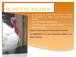 BLANCO DE HOLANDA.
• El plumaje es sobre todo blanco, aunque
en el pecho es negro, cuya forma es de
pincel.
• pico es blanco amarillento
• iris de los ojos es castaño oscuro
• piel es blanca.
El pesoes menorque enel bronceadode América.
Su explotación es la más considerada debido a sus
plumas blancas.
 