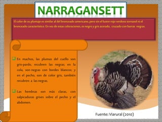 El color de su plumaje es similar al del bronceado americano,pero sin el lustrerojo verdoso tornasol niel
bronceado característico. En vezde estas coloraciones, esnegro y gris acerado, cruzado conbarras negras.
 En machos, las plumas del cuello son
gris-pardo, recubren las negras; en la
cola, son negras con bordes blancos; y
en el pecho, son de color gris, también
recubren a lasnegras.
 Las hembras son más claras, con
salpicaduras grises sobre el pecho y el
abdomen.
Fuente: Viarural (2010)
 