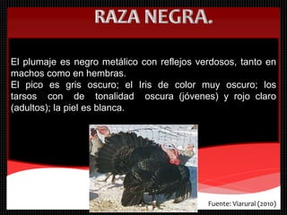 El plumaje es negro metálico con reflejos verdosos, tanto en
machos como en hembras.
El pico es gris oscuro; el Iris de color muy oscuro; los
tarsos con de tonalidad oscura (jóvenes) y rojo claro
(adultos); la piel es blanca.
Fuente: Viarural (2010)
 