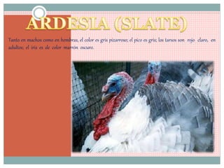 Tanto en machos como en hembras, el color es gris pizarroso; el pico es gris; los tarsos son rojo claro, en
adultos; el iris es de color marrón oscuro.
 