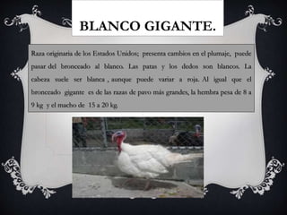 BLANCO GIGANTE.
Raza originaria de los Estados Unidos; presenta cambios en el plumaje, puede
pasar del bronceado al blanco. Las patas y los dedos son blancos. La
cabeza suele ser blanca , aunque puede variar a roja. Al igual que el
bronceado gigante es de las razas de pavo más grandes, la hembra pesa de 8 a
9 kg y el macho de 15 a 20 kg.
 