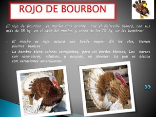 El rojo de Bourbon es mucho más grande que el Belstville blanco, con sus
más de 15 kg, en el caso del macho, y cerca de los 10 kg, en las hembras.
 El macho es rojo oscuro con borde negro. En las alas, tienen
plumas blancas
 La hembra tiene colores semejantes, pero sin bordes blancos, Los tarsos
son rosa-claros, adultos, y oscuros, en jóvenes. La piel es blanca
con variaciones amarillentas
ROJO DE BOURBON
 
