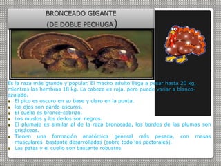 BRONCEADO GIGANTE
(DE DOBLE PECHUGA)
Es la raza más grande y popular. El macho adulto llega a pesar hasta 20 kg,
mientras las hembras 18 kg. La cabeza es roja, pero puede variar a blanco-
azulado.
El pico es oscuro en su base y claro en la punta.
los ojos son pardo-oscuros.
El cuello es bronce-cobrizo.
Los muslos y los dedos son negros.
El plumaje es similar al de la raza bronceada, los bordes de las plumas son
grisáceos.
Tienen una formación anatómica general más pesada, con masas
musculares bastante desarrolladas (sobre todo los pectorales).
Las patas y el cuello son bastante robustos
 