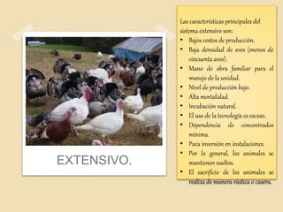 EXTENSIVO.
Las características principales del
sistema extensivo son:
• Bajos costos de producción.
• Baja densidad de aves (menos de
cincuenta aves).
• Mano de obra familiar para el
manejo de la unidad.
• Nivel de producción bajo.
• Alta mortalidad.
• Incubación natural.
• El uso de la tecnología es escaso.
• Dependencia de concentrados
mínima.
• Poca inversión en instalaciones.
• Por lo general, los animales se
mantienen sueltos.
• El sacrificio de los animales se
realiza de manera rústica o casera.
 