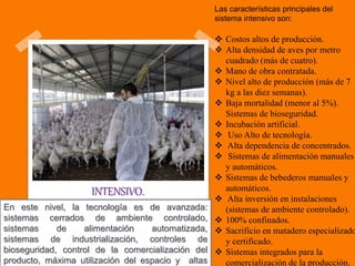 INTENSIVO.
En este nivel, la tecnología es de avanzada:
sistemas cerrados de ambiente controlado,
sistemas de alimentación automatizada,
sistemas de industrialización, controles de
bioseguridad, control de la comercialización del
producto, máxima utilización del espacio y altas
Las características principales del
sistema intensivo son:
 Costos altos de producción.
 Alta densidad de aves por metro
cuadrado (más de cuatro).
 Mano de obra contratada.
 Nivel alto de producción (más de 7
kg a las diez semanas).
 Baja mortalidad (menor al 5%).
Sistemas de bioseguridad.
 Incubación artificial.
 Uso Alto de tecnología.
 Alta dependencia de concentrados.
 Sistemas de alimentación manuales
y automáticos.
 Sistemas de bebederos manuales y
automáticos.
 Alta inversión en instalaciones
(sistemas de ambiente controlado).
 100% confinados.
 Sacrificio en matadero especializado
y certificado.
 Sistemas integrados para la
comercialización de la producción.
 