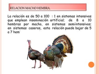 RELACION MACHO HEMBRA.
La relación es de 50 a 100 : 1 en sistemas intensivos
que emplean inseminación artificial; de 8 a 10
hembras por macho, en sistemas semiintensivos;
en sistemas caseros, esta relación puede bajar de 5
a 7 hembras por macho.
 
