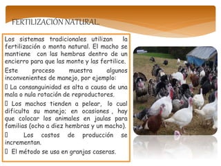 Los sistemas tradicionales utilizan la
fertilización o monta natural. El macho se
mantiene con las hembras dentro de un
encierro para que las monte y las fertilice.
Este proceso muestra algunos
inconvenientes de manejo, por ejemplo:
La consanguinidad es alta a causa de una
mala o nula rotación de reproductores.
Los machos tienden a pelear, lo cual
dificulta su manejo; en ocasiones , hay
que colocar los animales en jaulas para
familias (ocho a diez hembras y un macho).
Los costos de producción se
incrementan.
El método se usa en granjas caseras.
FERTILIZACIÓN NATURAL.
 