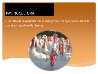 PAVINOCULTURA.
Es unarama de laaviculturaque se encarga en el manejo y explotación de
pavos mediante el uso de técnicas.
 