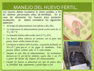 MANEJO DEL HUEVO FÉRTIL.
Los huevos deben incubarse lo antes posible, a fin
de obtener porcentajes altos de fertilidad. En el
caso de almacenar los huevos para posterior
incubación, se deben considerar los siguientes
aspectos:
 El tiempo de almacenamiento será inferior a diez días.
 La temperatura de almacenamiento puede oscilar entre los 13
°C y 18,3 °C .
 La humedad relativa debe oscilar entre el 75 y 85%.
 Los huevos deben colocarse en cartones, con la parte más
gruesa hacia arriba (cámara de aire).
 Los huevos se ubican sobre el cartón, en posición inclinada, de
30 a 45 º, para que no se les pegue la membrana. Esta
postura deberá variarse cada 12 h como mínimo.
 Después de siete días de almacenamiento, los nacimientos
decrecen un 1% por día los primeros cuatro días y un 2%
a partir del décimo día después del almacenamiento.
 Cuando los huevos se almacenan por más de quince días,
su fertilidad baja rápidamente, y puede llegar a cero
 