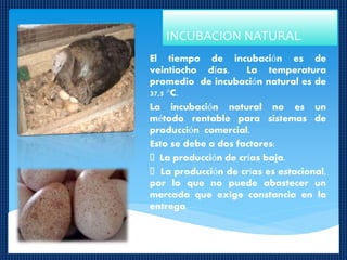 INCUBACION NATURAL.
El tiempo de incubación es de
veintiocho días. La temperatura
promedio de incubación natural es de
37,5 °C.
La incubación natural no es un
método rentable para sistemas de
producción comercial.
Esto se debe a dos factores:
La producción de crías baja.
La producción de crías es estacional,
por lo que no puede abastecer un
mercado que exige constancia en la
entrega.
 
