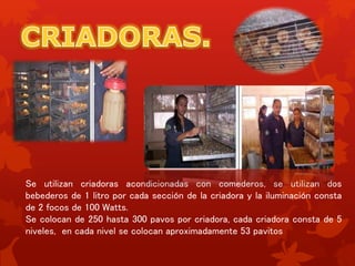 Se utilizan criadoras acondicionadas con comederos, se utilizan dos
bebederos de 1 litro por cada sección de la criadora y la iluminación consta
de 2 focos de 100 Watts.
Se colocan de 250 hasta 300 pavos por criadora, cada criadora consta de 5
niveles, en cada nivel se colocan aproximadamente 53 pavitos
 