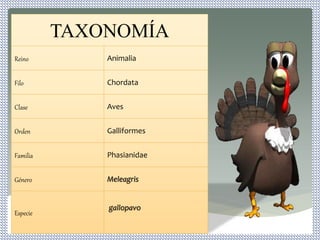 TAXONOMÍA
Reino Animalia
Filo Chordata
Clase Aves
Orden Galliformes
Familia Phasianidae
Género Meleagris
Especie
gallopavo
 