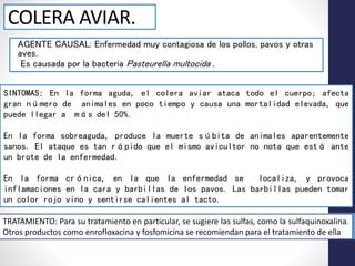COLERA AVIAR.
AGENTE CAUSAL: Enfermedad muy contagiosa de los pollos, pavos y otras
aves.
Es causada por la bacteria Pasteurella multocida .
SINTOMAS: En la forma aguda, el colera aviar ataca todo el cuerpo; afecta
gran número de animales en poco tiempo y causa una mortalidad elevada, que
puede llegar a más del 50%.
En la forma sobreaguda, produce la muerte súbita de animales aparentemente
sanos. El ataque es tan rápido que el mismo avicultor no nota que está ante
un brote de la enfermedad.
En la forma crónica, en la que la enfermedad se localiza, y provoca
inflamaciones en la cara y barbillas de los pavos. Las barbillas pueden tomar
un color rojo vino y sentirse calientes al tacto.
TRATAMIENTO: Para su tratamiento en particular, se sugiere las sulfas, como la sulfaquinoxalina.
Otros productos como enrofloxacina y fosfomicina se recomiendan para el tratamiento de ella
 