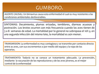 SINTOMAS: Decaimiento, plumas erizadas, temblores, diarreas acuosas y
postración. Los brotes ocurren con más frecuencia cuando las aves tienen de
3 a 8 semanas de edad. La mortalidad por lo general no sobrepasa el 10% y, en
una segunda infección del mismo lote, la mortalidad es aún menor.
GUMBORO.
AGENTE CAUSAL: Un birnavirus causa esta enfermedad el cual es muy resistente a las
condiciones ambientales desfavorables.
TRATAMIENTO: Todavía no se conoce un tratamiento adecuado. La prevención,
mediante la vacunación de las reproductoras y de las aves jóvenes, es el mejor
control de la enfermedad
TRANSMISION: La enfermedad es muy contagiosa y se transmite por contacto directo
entre as aves, con sus excrementos o por medio del equipo y la ropa de los
operarios.
 