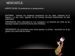 NEWCASTLE.
SINTOMAS: síntomas son problemas respiratorios con tos, jadeo, estertores de la
tráquea y un piar ronco, seguidos de los síntomas nerviosos característicos de esta
enfermedad.
TRANSMISION: Esta enfermedad es muy contagiosa y se transmite por medio de las
descargas nasales y excremento de las aves infectadas.
TRATAMIENTO: Se recomienda como norma general, la primera vacunación en el ojo
(gotas) a los cuatro días de nacido.
AGENTE CAUSAL: Es producida por un paramyxovirus-1.
 