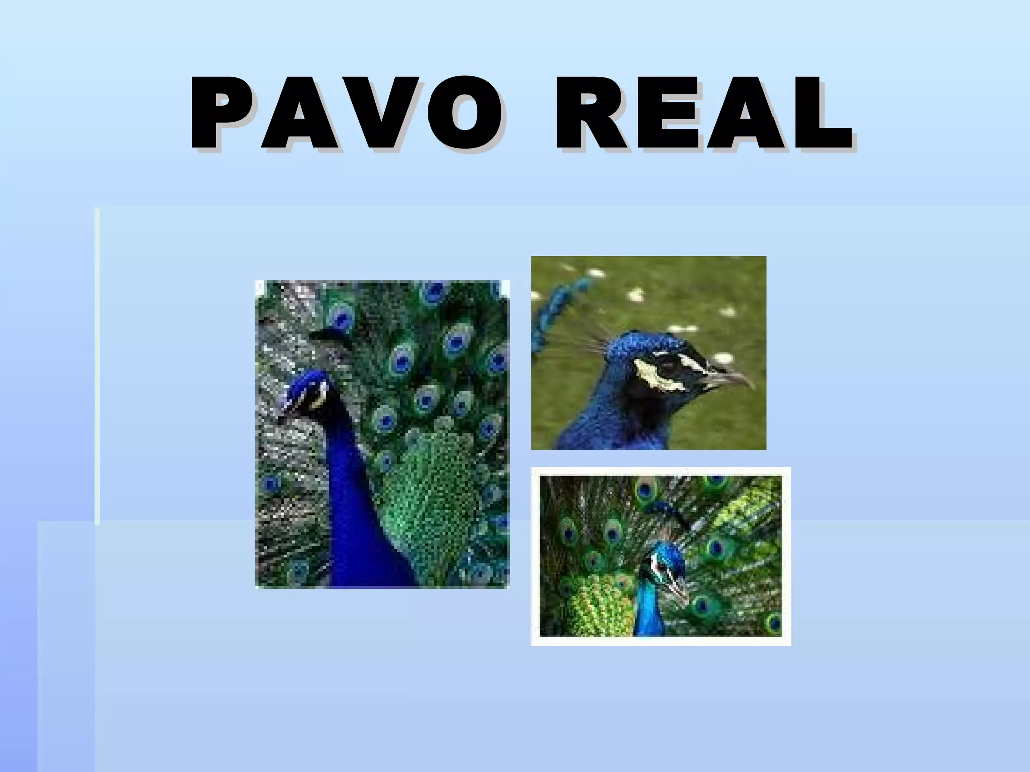 PAVO REAL 