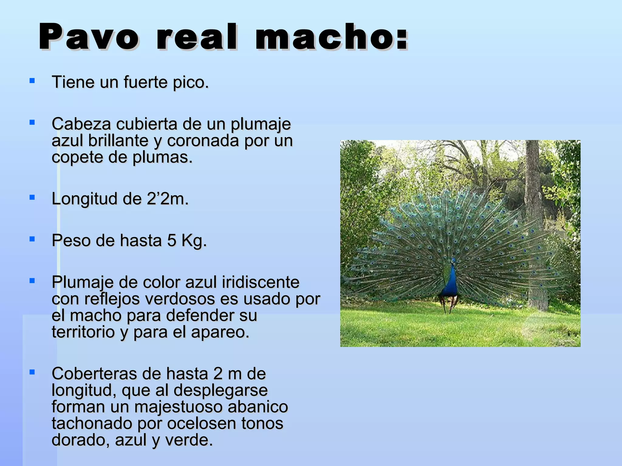 Pavo real macho: Tiene un fuerte pico. Cabeza cubierta de un plumaje azul brillante y coronada por un copete de plumas.  Longitud de 2’2m. Peso de hasta 5 Kg. Plumaje de color azul iridiscente con reflejos verdosos es usado por el macho para defender su territorio y para el apareo.  Coberteras de hasta 2 m de longitud, que al desplegarse  forman un majestuoso abanico tachonado por ocelosen tonos dorado, azul y verde. 