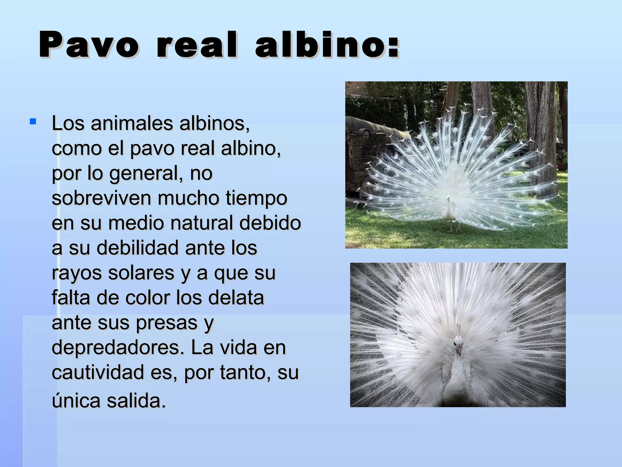Pavo real albino: Los animales albinos, como el pavo real albino, por lo general, no sobreviven mucho tiempo en su medio natural debido a su debilidad ante los rayos solares y a que su falta de color los delata ante sus presas y depredadores. La vida en cautividad es, por tanto, su única salida.   