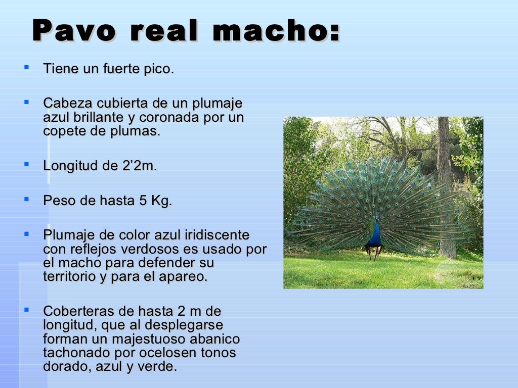 Pavo Real