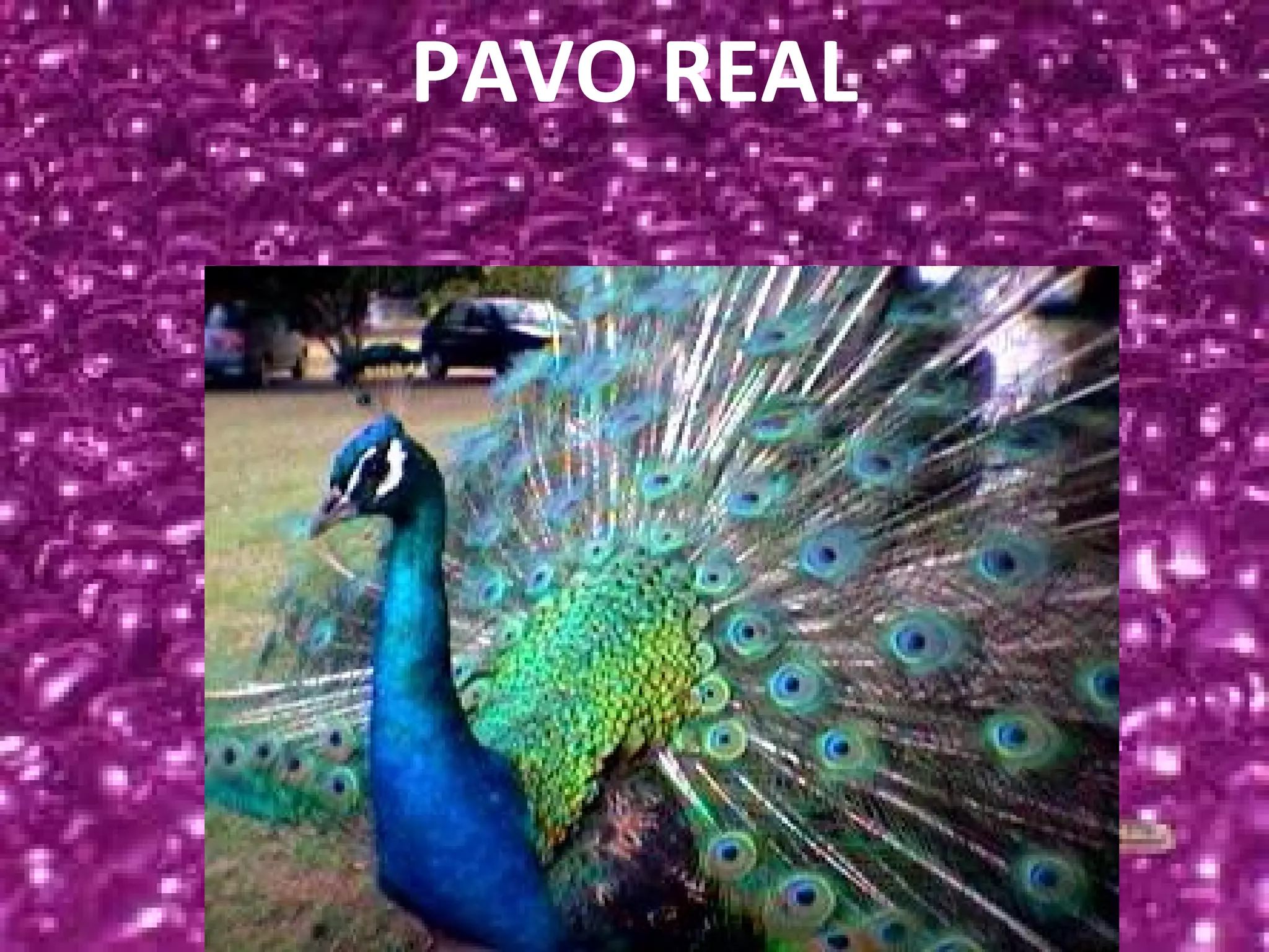 PAVO REAL
 