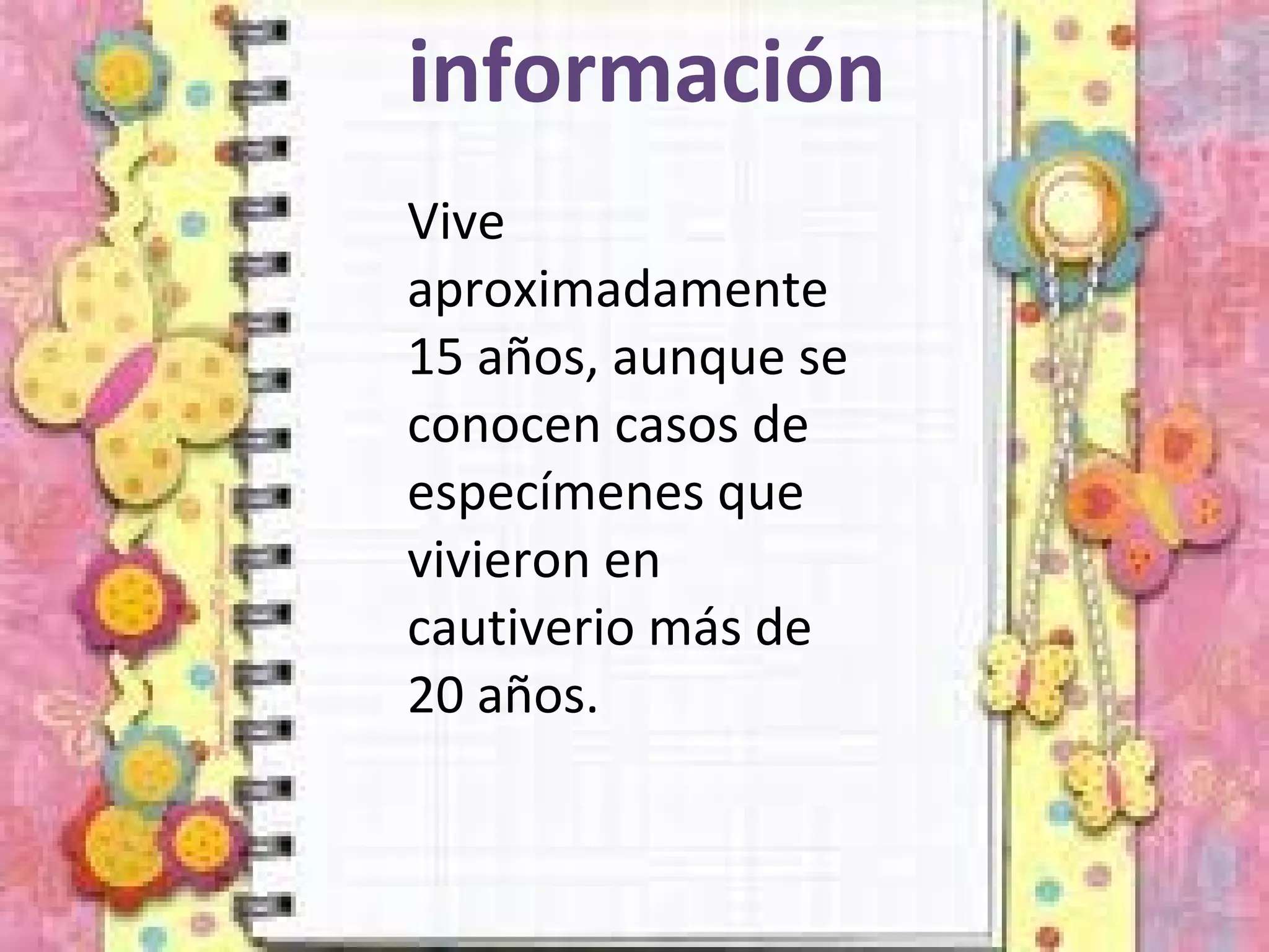 información
Vive
aproximadamente
15 años, aunque se
conocen casos de
especímenes que
vivieron en
cautiverio más de
20 años.
 