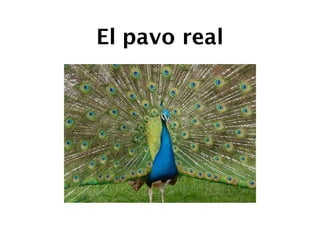 El pavo real
Haga clic en el icono para
agregar una imagen
 