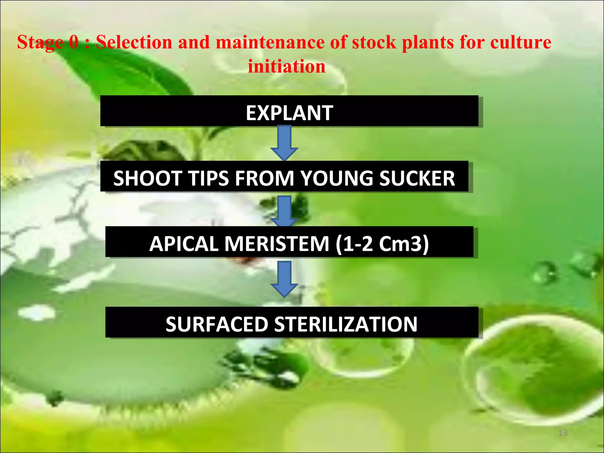 Stage 0 : Selection and maintenance of stock plants for culture
initiation
EXPLANTEXPLANT
SHOOT TIPS FROM YOUNG SUCKERSHOOT TIPS FROM YOUNG SUCKER
APICAL MERISTEM (1-2 Cm3)APICAL MERISTEM (1-2 Cm3)
SURFACED STERILIZATIONSURFACED STERILIZATION
13
 