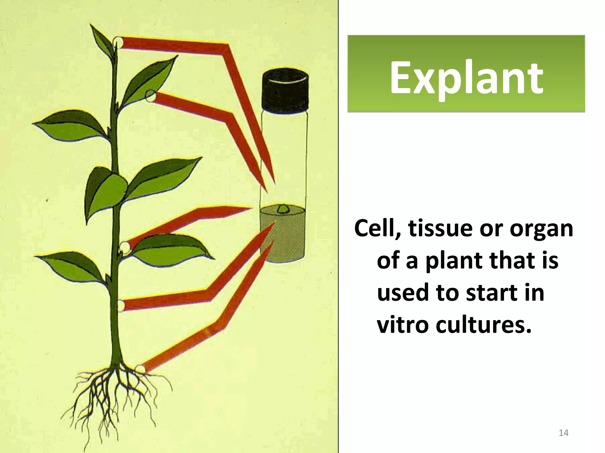 ExplantExplant
Cell, tissue or organ
of a plant that is
used to start in
vitro cultures.
14
 