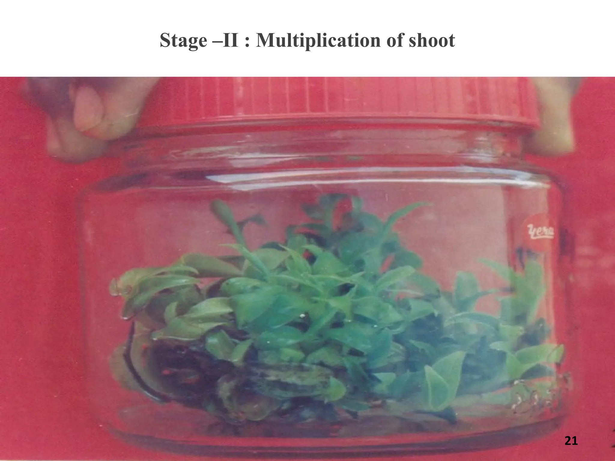 Stage –II : Multiplication of shoot
21
 