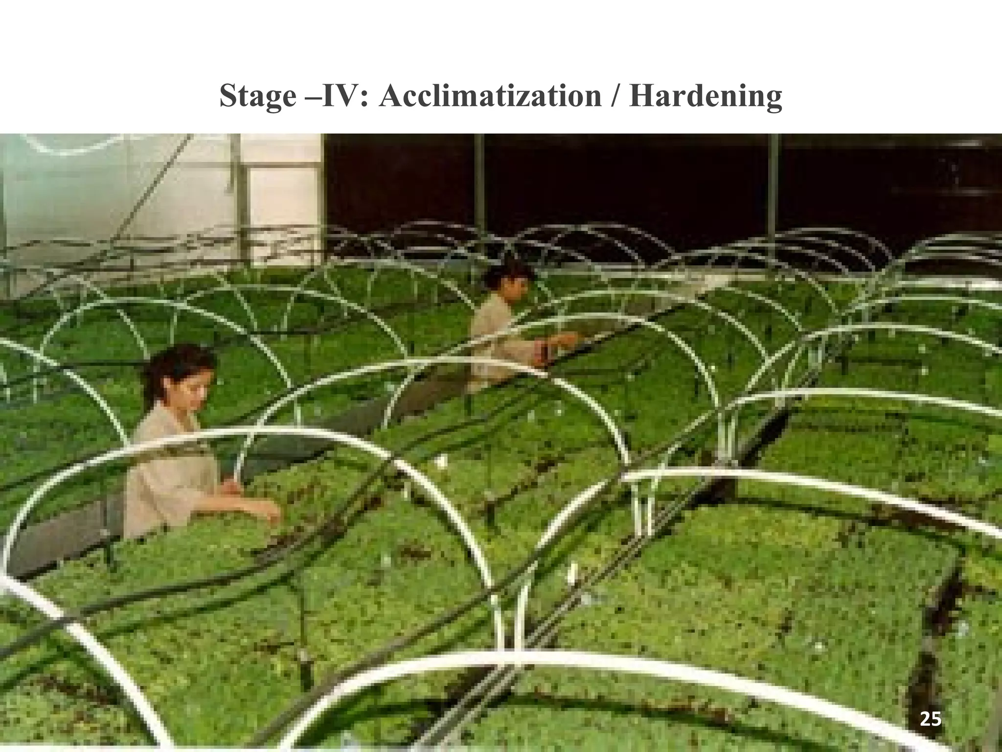 Stage –IV: Acclimatization / Hardening
25
 