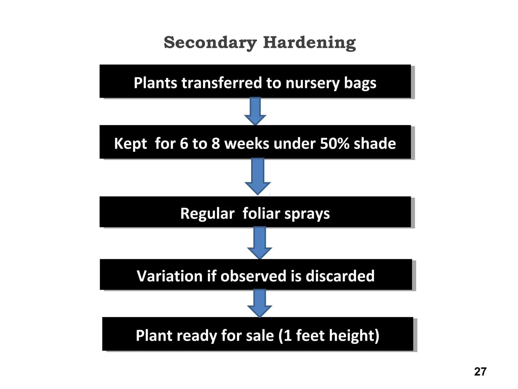 Secondary Hardening
27
Plants transferred to nursery bagsPlants transferred to nursery bags
Kept for 6 to 8 weeks under 50% shadeKept for 6 to 8 weeks under 50% shade
Regular foliar spraysRegular foliar sprays
Variation if observed is discardedVariation if observed is discarded
Plant ready for sale (1 feet height)Plant ready for sale (1 feet height)
 