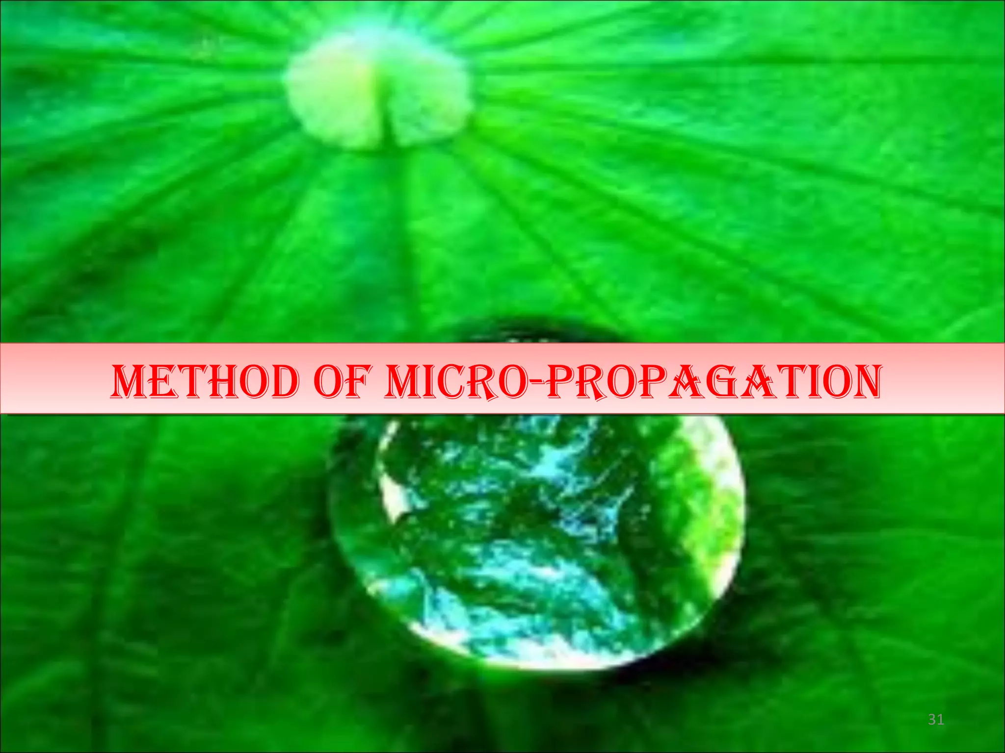 Method of Micro-propagationMethod of Micro-propagation
31
 
