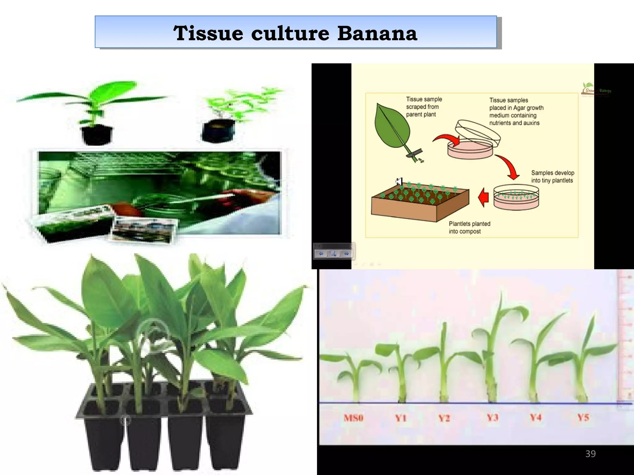 Tissue culture BananaTissue culture Banana
39
 