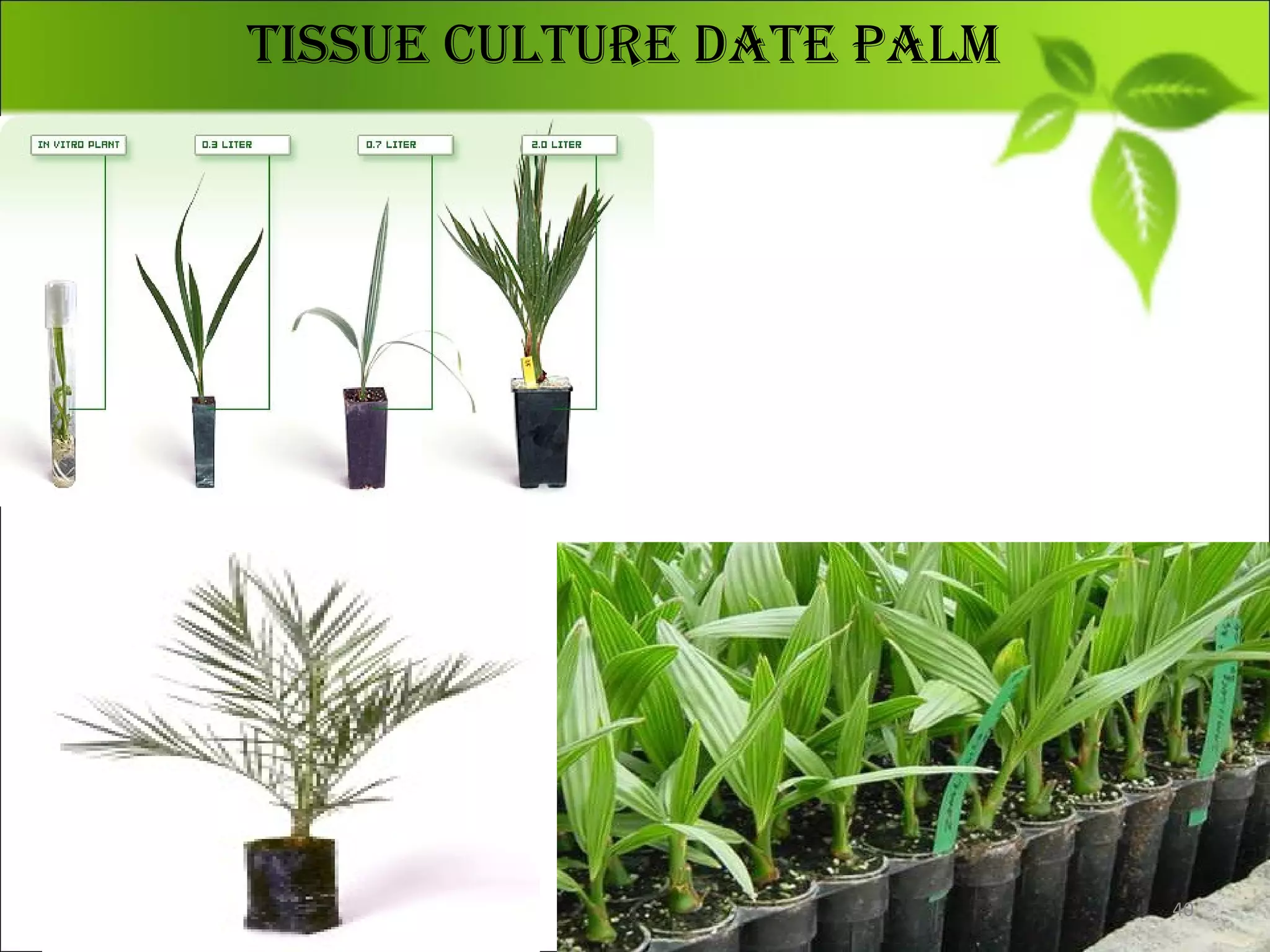 Tissue culTure DaTe palm
40
 