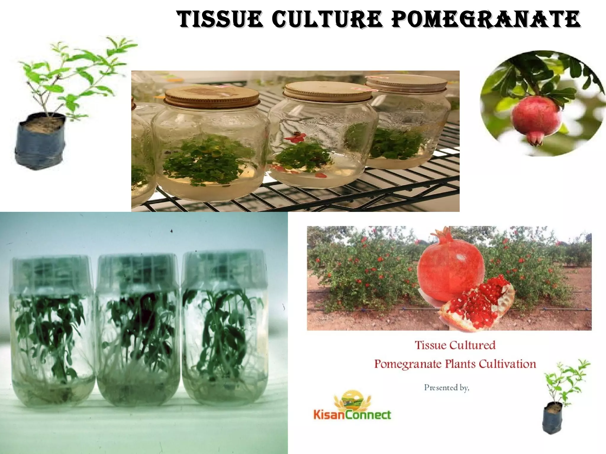 Tissue culTure pomegranaTeTissue culTure pomegranaTe
41
 