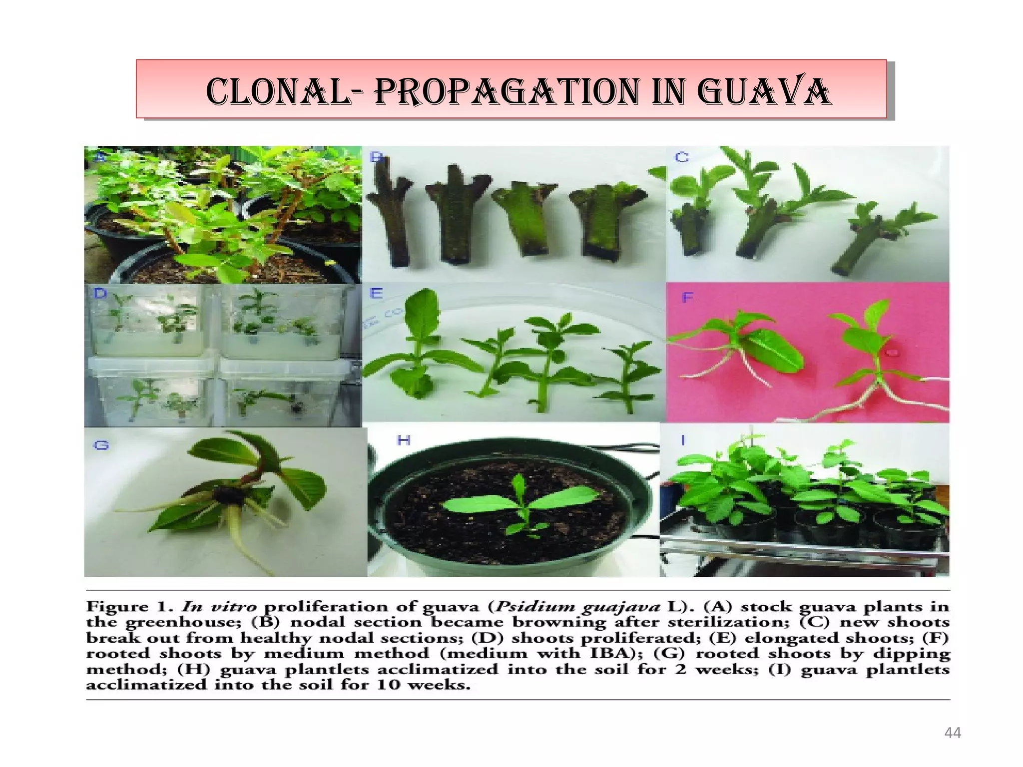 44
clonal- propagaTion in guavaclonal- propagaTion in guava
 