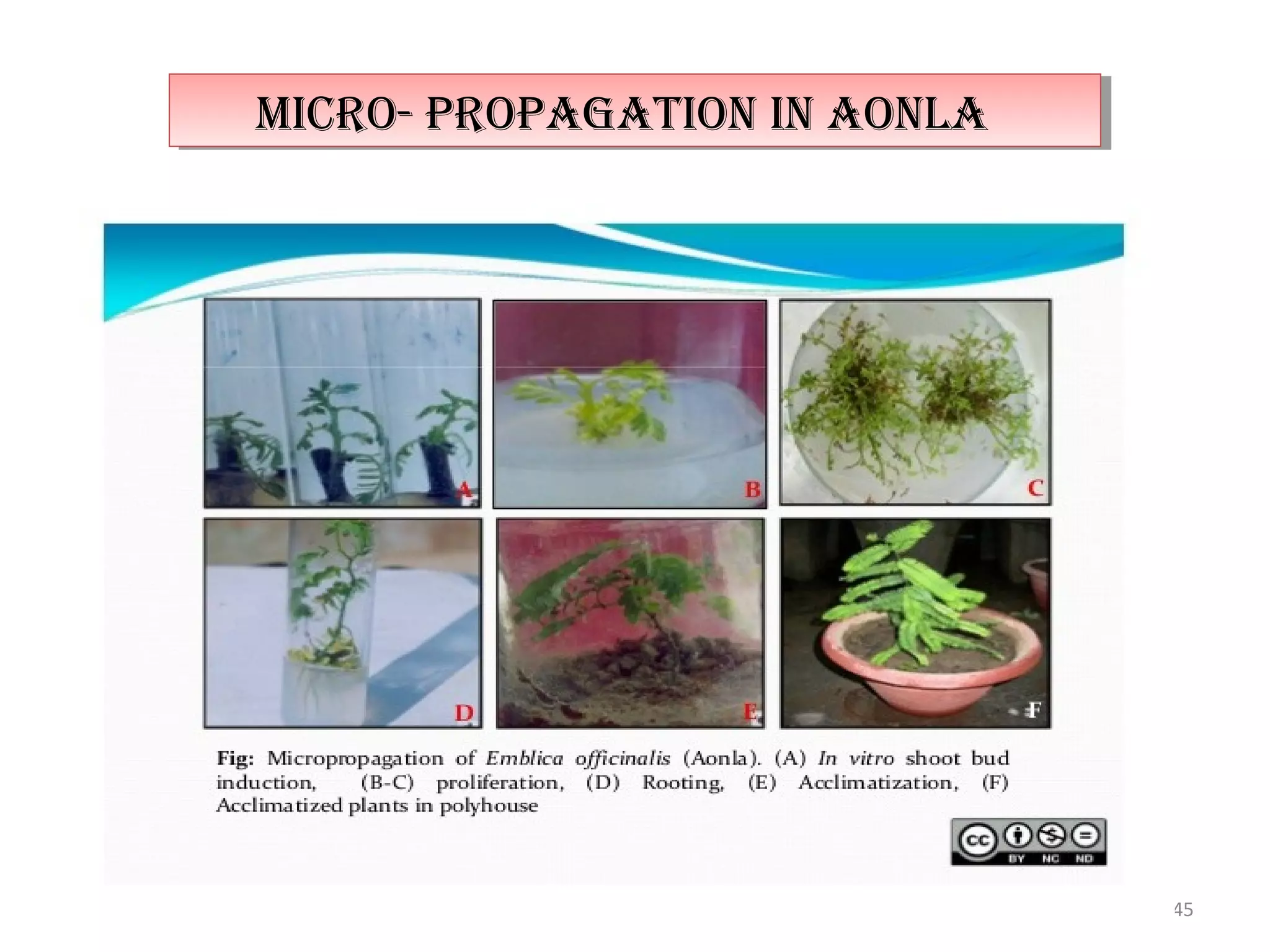 45
micro- propagaTion in aonlamicro- propagaTion in aonla
 