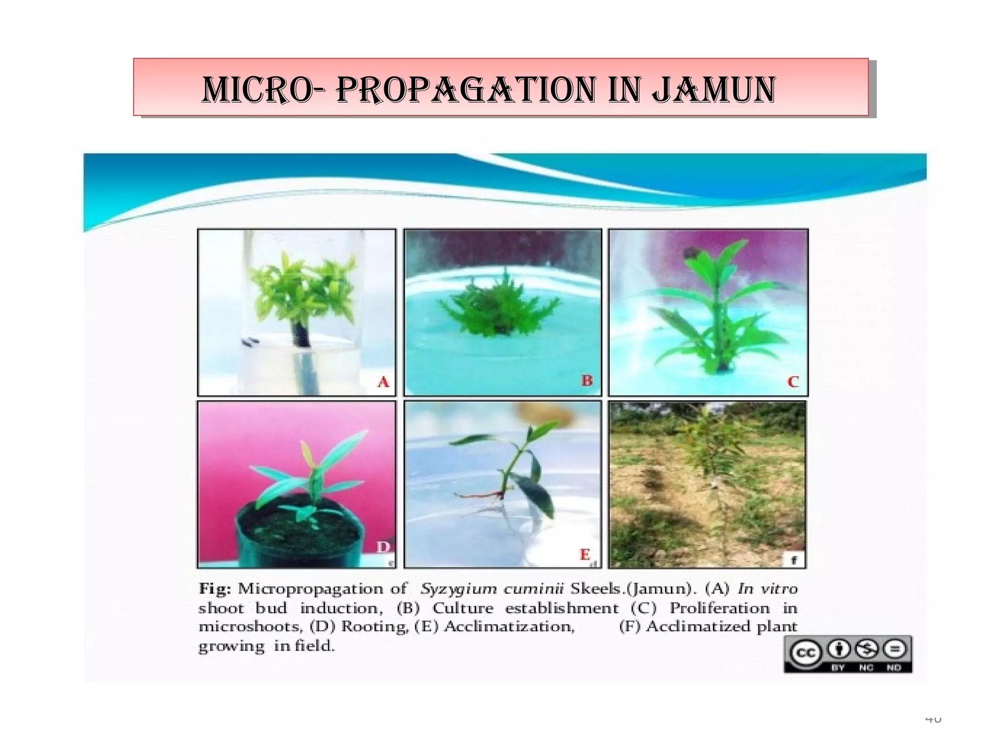 46
micro- propagaTion in Jamunmicro- propagaTion in Jamun
 