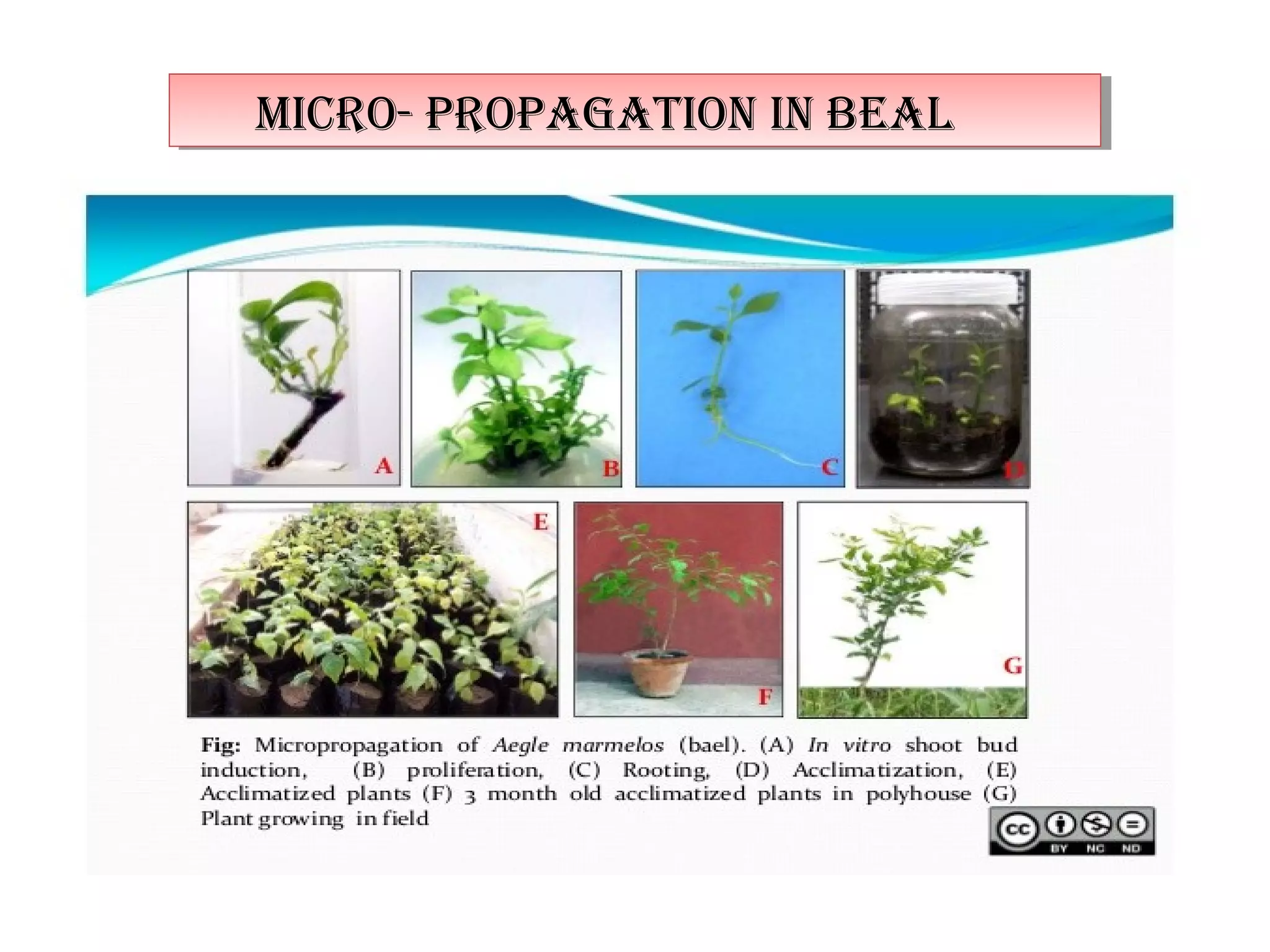 47
micro- propagaTion in bealmicro- propagaTion in beal
 
