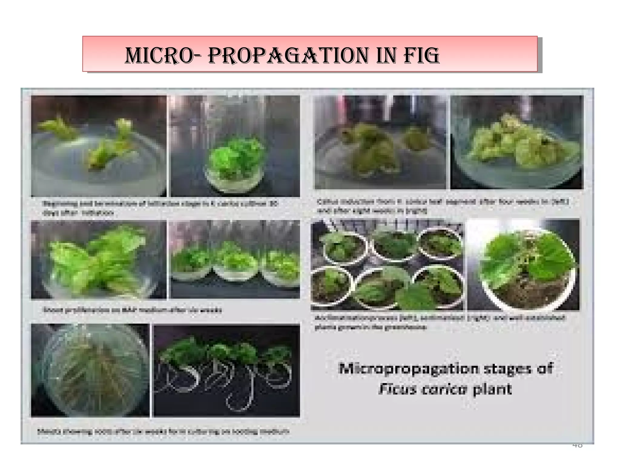48
micro- propagaTion in Figmicro- propagaTion in Fig
 
