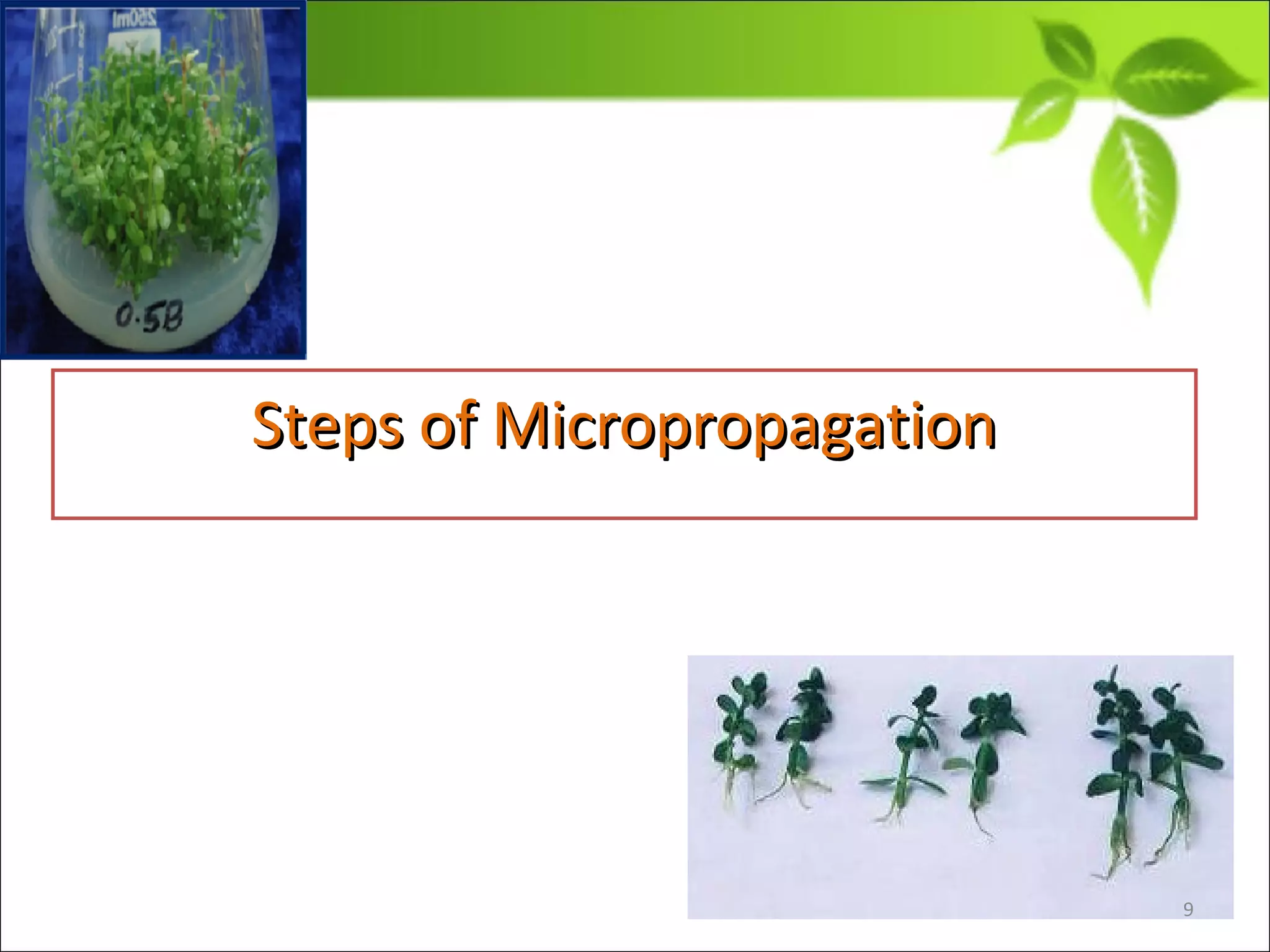 Steps of MicropropagationSteps of Micropropagation
9
 