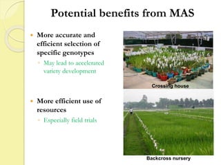 Potential benefits from MAS
 More accurate and
efficient selection of
specific genotypes
◦ May lead to accelerated
variety development
 More efficient use of
resources
◦ Especially field trials
Crossing house
Backcross nursery
 