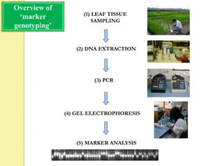 (1) LEAF TISSUE
SAMPLING
(2) DNA EXTRACTION
(3) PCR
(4) GEL ELECTROPHORESIS
(5) MARKER ANALYSIS
Overview of
‘marker
genotyping’
 