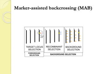 Marker-assisted backcrossing (MAB)
1 2 3 4
Target
locus
1 2 3 4
RECOMBINANT
SELECTION
1 2 3 4
BACKGROUND
SELECTION
TARGET LOCUS
SELECTION
FOREGROUND
SELECTION BACKGROUND SELECTION
 
