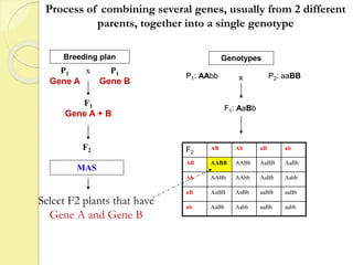 F2
F1
Gene A + B
P1
Gene A
x P1
Gene B
MAS
Select F2 plants that have
Gene A and Gene B
Genotypes
P1: AAbb P2: aaBB
F1: AaBb
F2
AB Ab aB ab
AB AABB AABb AaBB AaBb
Ab AABb AAbb AaBb Aabb
aB AaBB AaBb aaBB aaBb
ab AaBb Aabb aaBb aabb
Process of combining several genes, usually from 2 different
parents, together into a single genotype
x
Breeding plan
 