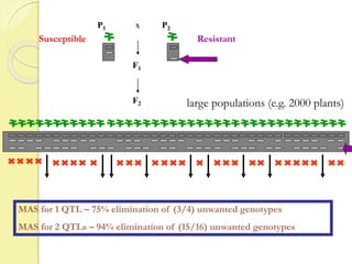 F2
P2
F1
P1 x
large populations (e.g. 2000 plants)
ResistantSusceptible
MAS for 1 QTL – 75% elimination of (3/4) unwanted genotypes
MAS for 2 QTLs – 94% elimination of (15/16) unwanted genotypes
 