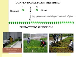 F2
P2
F1
P1 x
large populations consisting of thousands of plants
PHENOTYPIC SELECTION
Field trials
Glasshouse trials
DonorRecipient
CONVENTIONAL PLANT BREEDING
Salinity screening in
phytotron
Bacterial blight screening Phosphorus deficiency plot
 