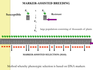 F2
P2
F1
P1 x
large populations consisting of thousands of plants
ResistantSusceptible
MARKER-ASSISTED SELECTION (MAS)
MARKER-ASSISTED BREEDING
Method whereby phenotypic selection is based on DNA markers
 