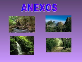 ANEXOS 